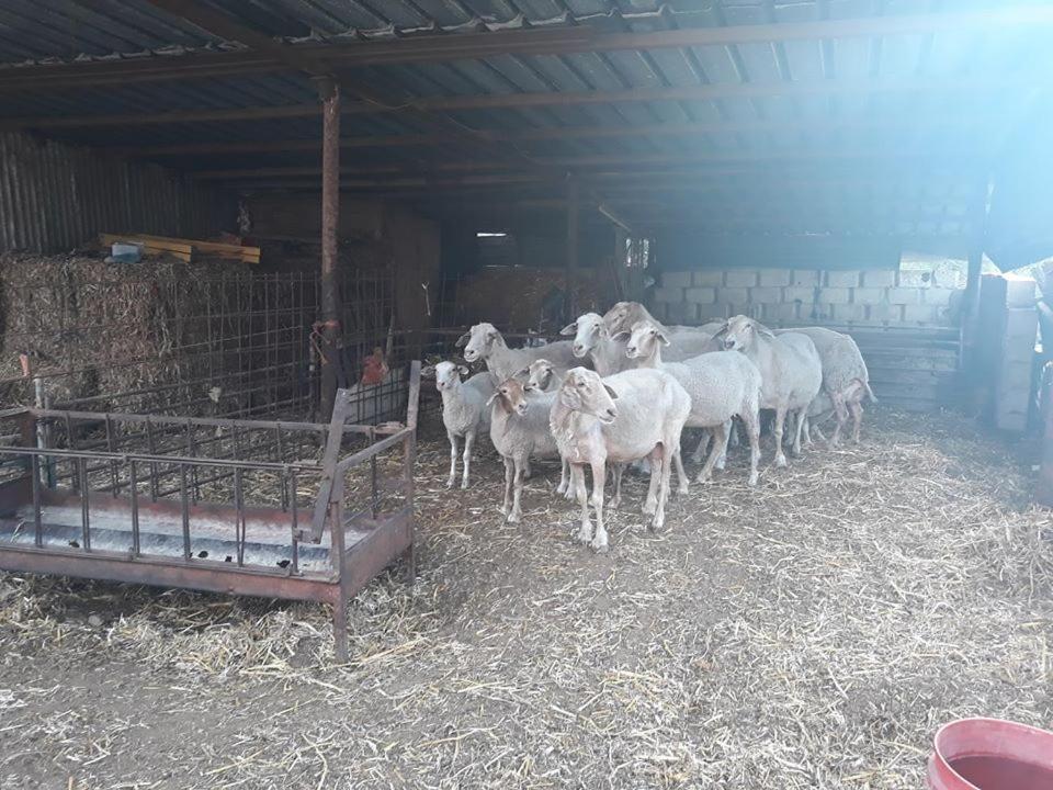 Bedouin Guest House Rumet Heib Esterno foto